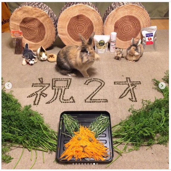 うさぎ畑,ユーザーフォト,Instagram