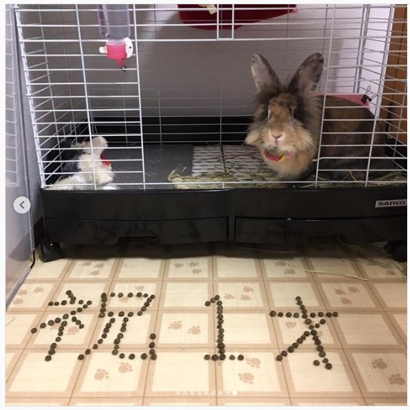 うさぎ畑,ユーザーフォト,Instagram