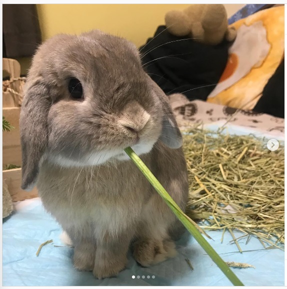 うさぎ畑,ユーザーフォト,Instagram