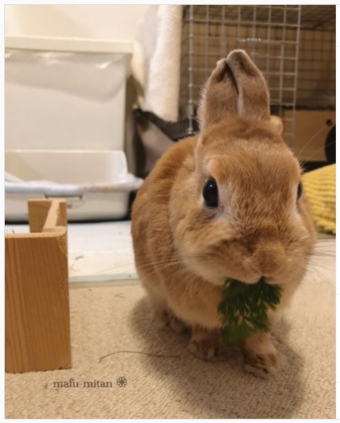うさぎ畑,ユーザーフォト,Instagram