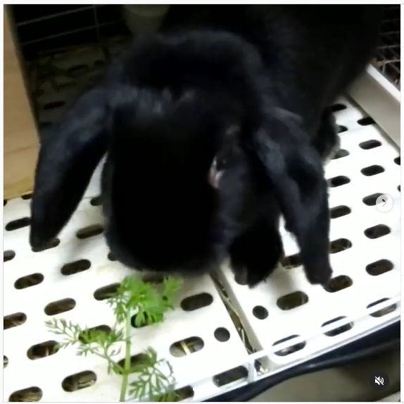 うさぎ畑,ユーザーフォト,Instagram