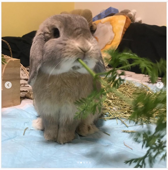 うさぎ畑,ユーザーフォト,Instagram