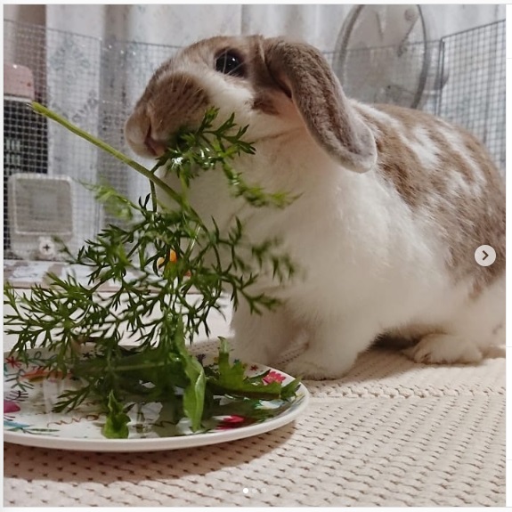 うさぎ畑,ユーザーフォト,Instagram
