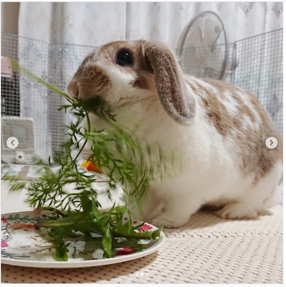 うさぎ畑,ユーザーフォト,Instagram
