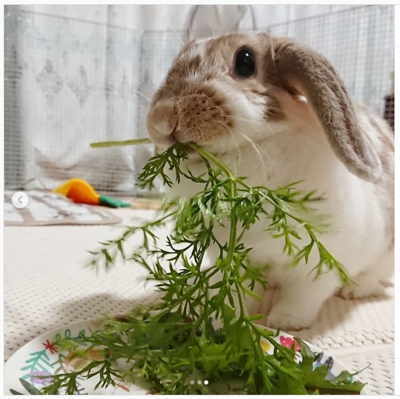うさぎ畑,ユーザーフォト,Instagram