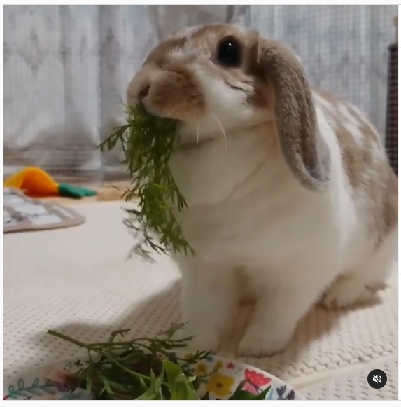 うさぎ畑,ユーザーフォト,Instagram