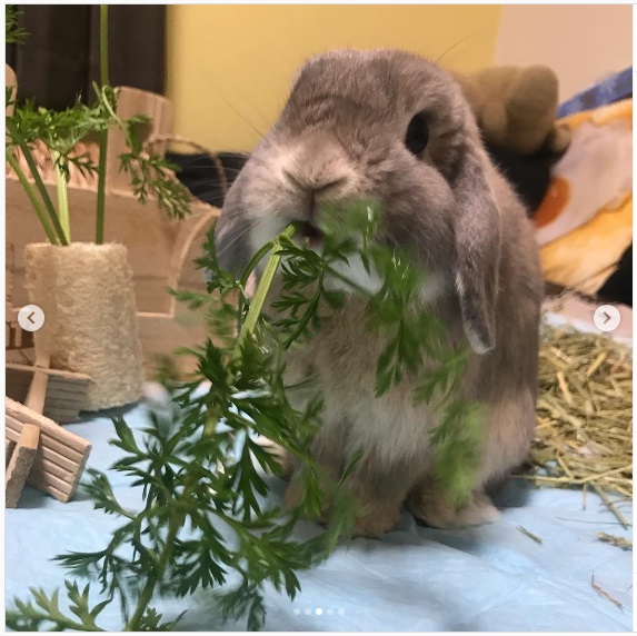 うさぎ畑,ユーザーフォト,Instagram