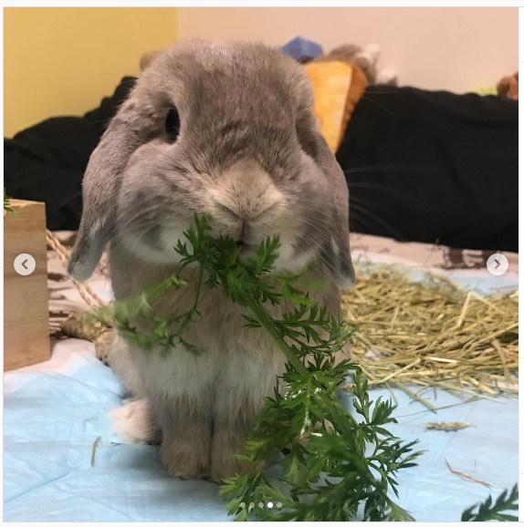 うさぎ畑,ユーザーフォト,Instagram