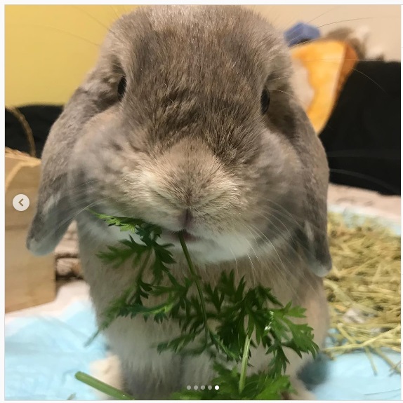 うさぎ畑,ユーザーフォト,Instagram