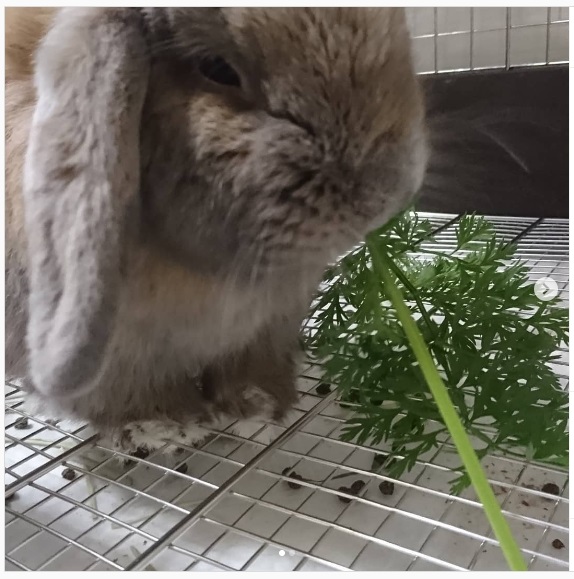 うさぎ畑,ユーザーフォト,Instagram