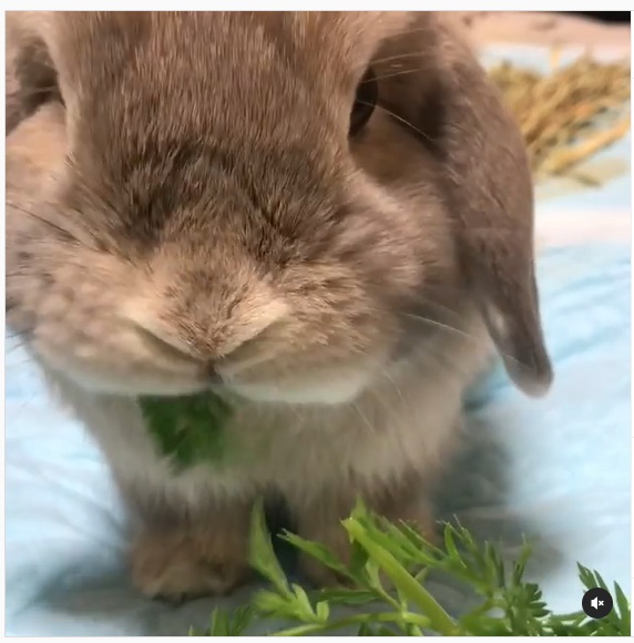 うさぎ畑,ユーザーフォト,Instagram