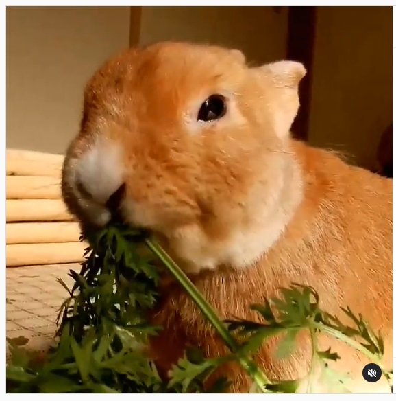 うさぎ畑,ユーザーフォト,Instagram