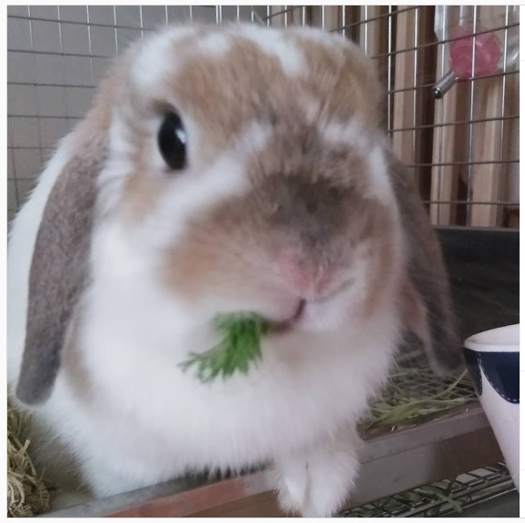 うさぎ畑,ユーザーフォト,Instagram