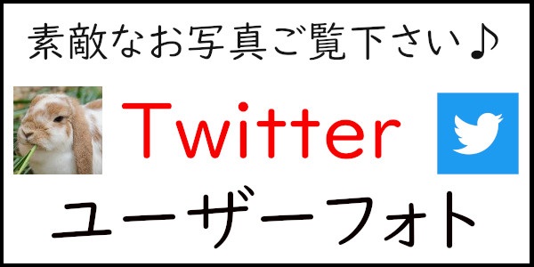 うさぎ畑,ユーザーフォト,Twitter,バナー