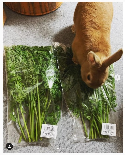 うさぎ畑,ユーザーフォト,Instagram