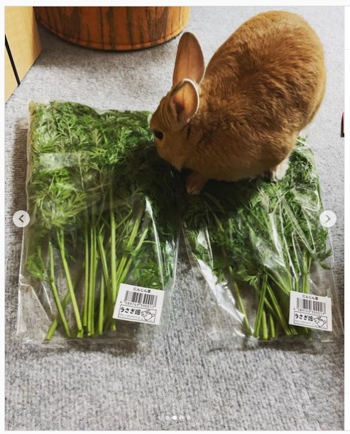 うさぎ畑,ユーザーフォト,Instagram