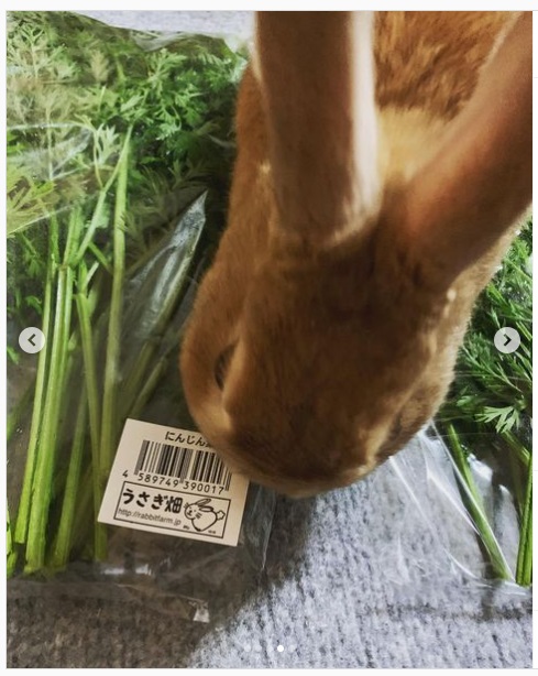 うさぎ畑,ユーザーフォト,Instagram