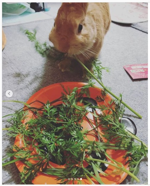 うさぎ畑,ユーザーフォト,Instagram
