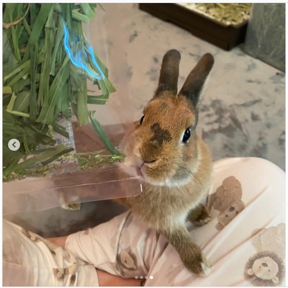 うさぎ畑,ユーザーフォト,Instagram