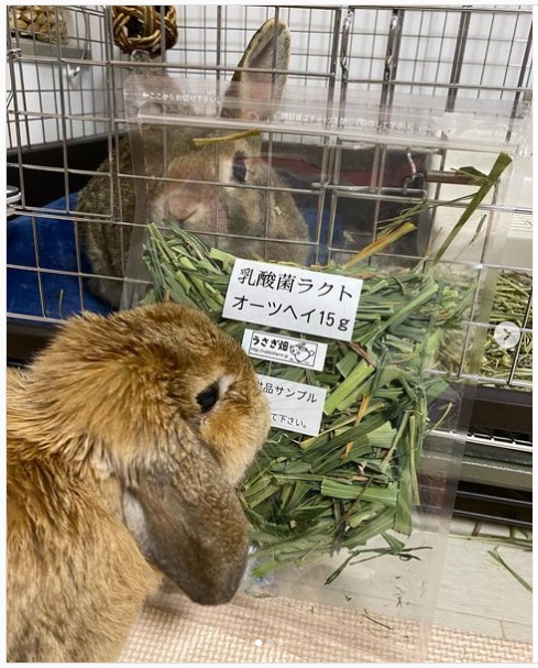うさぎ畑,ユーザーフォト,Instagram