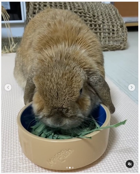 うさぎ畑,ユーザーフォト,Instagram