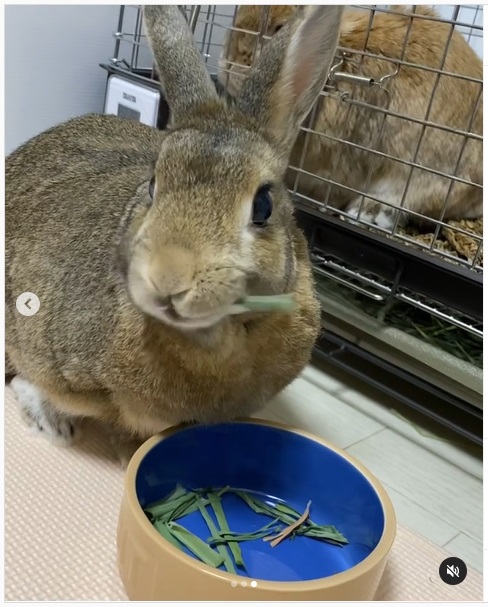うさぎ畑,ユーザーフォト,Instagram