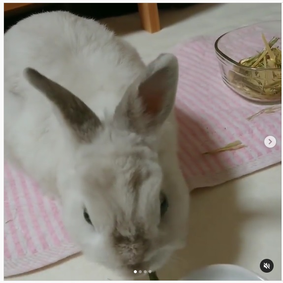 うさぎ畑,ユーザーフォト,Instagram
