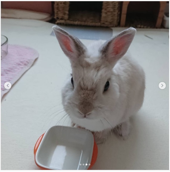 うさぎ畑,ユーザーフォト,Instagram