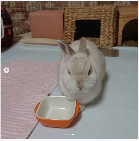 うさぎ畑,ユーザーフォト,Instagram