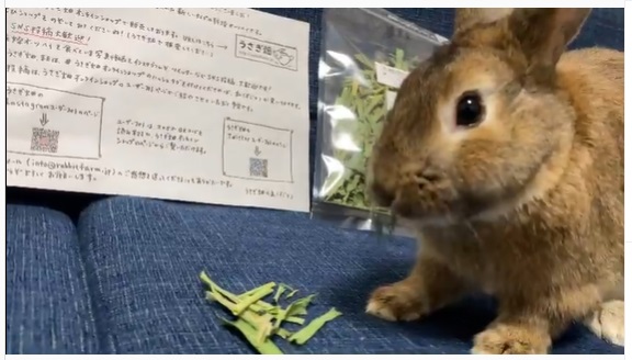 うさぎ畑,ユーザーフォト,Instagram