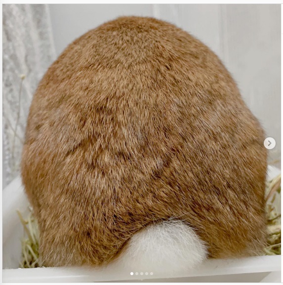 うさぎ畑,ユーザーフォト,Instagram