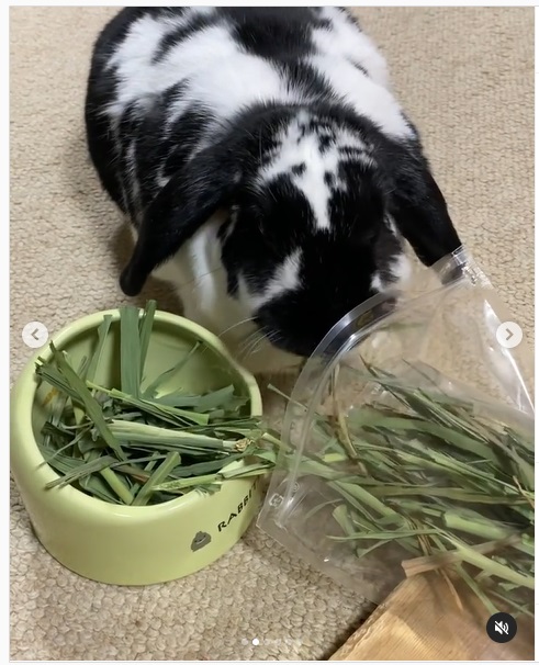 うさぎ畑,ユーザーフォト,Instagram