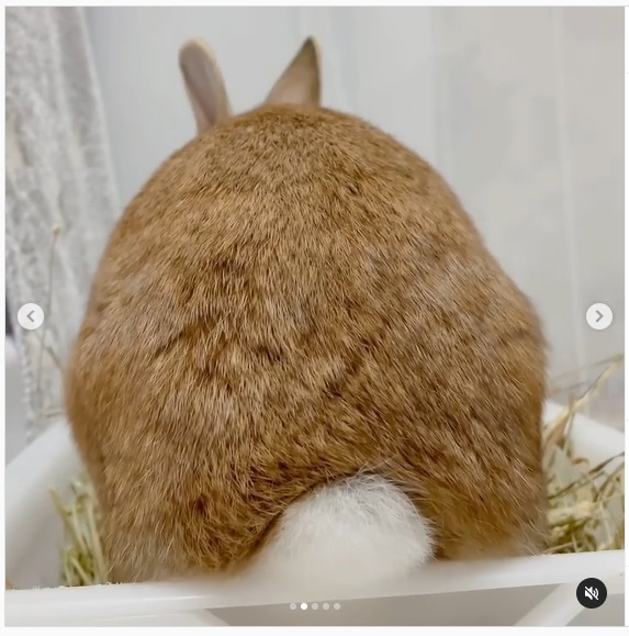 うさぎ畑,ユーザーフォト,Instagram
