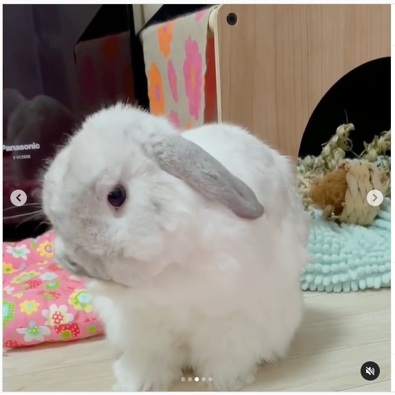 うさぎ畑,ユーザーフォト,Instagram