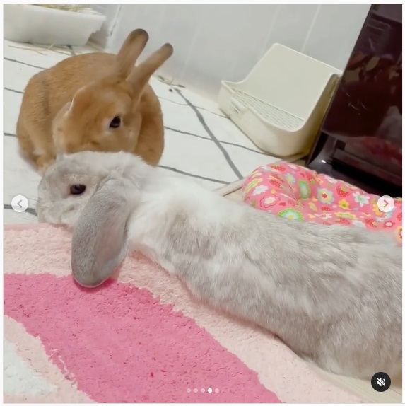 うさぎ畑,ユーザーフォト,Instagram