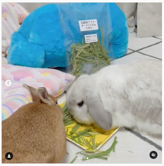 うさぎ畑,ユーザーフォト,Instagram