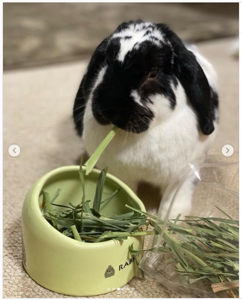 うさぎ畑,ユーザーフォト,Instagram