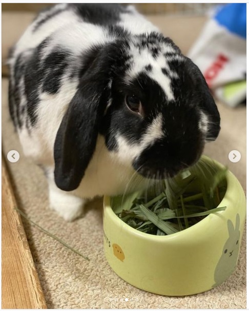 うさぎ畑,ユーザーフォト,Instagram