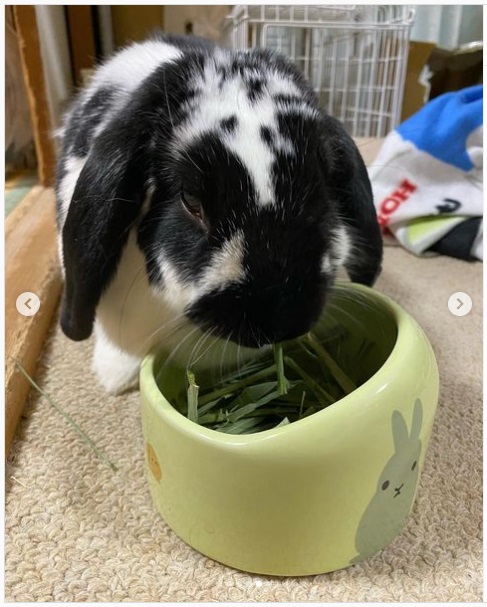 うさぎ畑,ユーザーフォト,Instagram