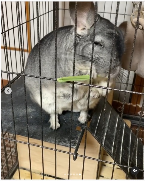 うさぎ畑,ユーザーフォト,Instagram