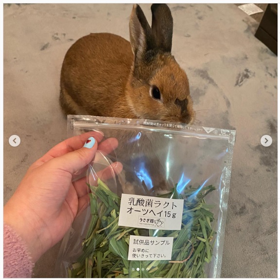 うさぎ畑,ユーザーフォト,Instagram