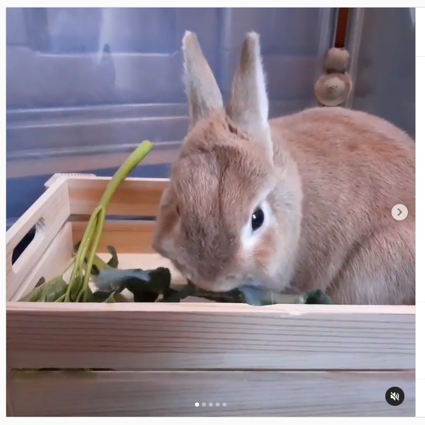 うさぎ畑,ユーザーフォト