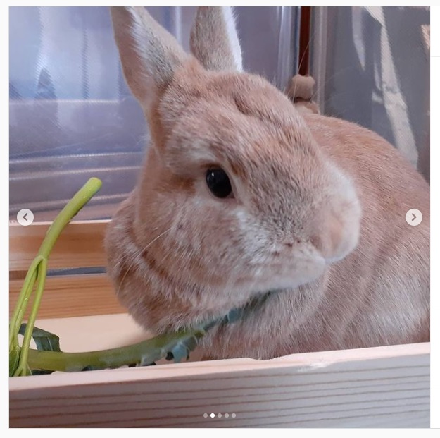 うさぎ畑,ユーザーフォト