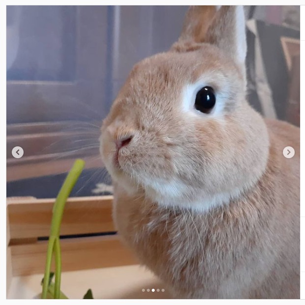 うさぎ畑,ユーザーフォト