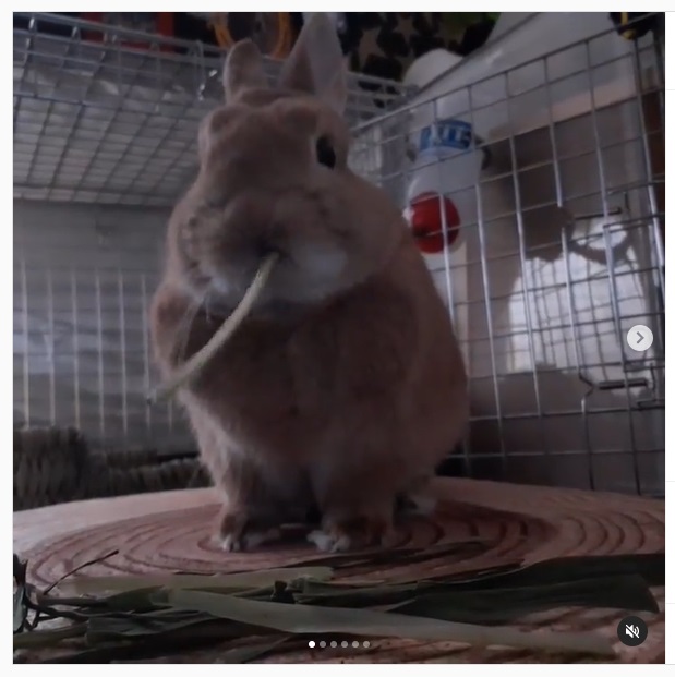 うさぎ畑,ユーザーフォト