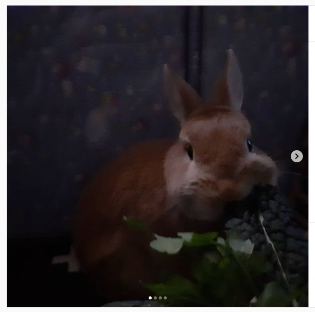うさぎ畑,ユーザーフォト