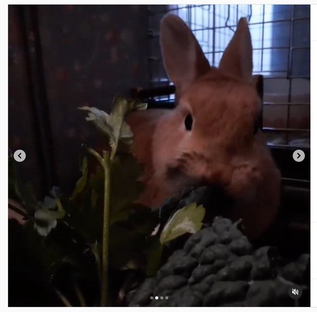 うさぎ畑,ユーザーフォト