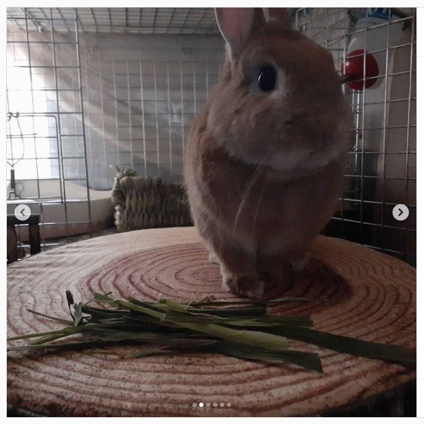 うさぎ畑,ユーザーフォト