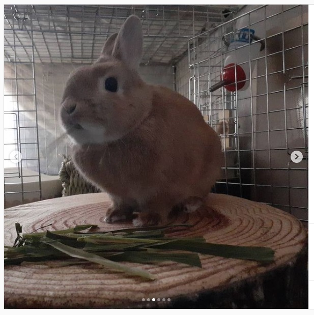 うさぎ畑,ユーザーフォト