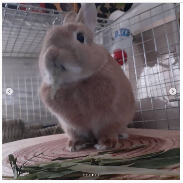 うさぎ畑,ユーザーフォト